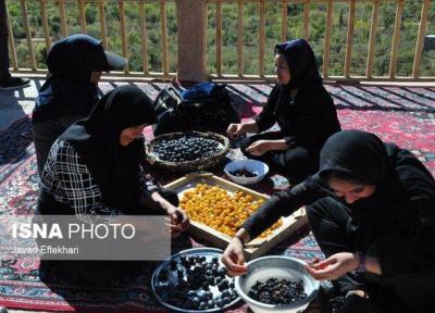 زنان روستایی در فرآوری آلو به صورت سنتی در طرق سهم عمده دارند