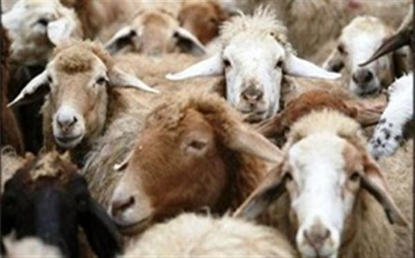 فرایند صادرات دام زنده برای حمایت از تولیدکنندگان تسریع فرایند صادرات دام زنده برای حمایت از تولیدکنندگان تسریع گردد