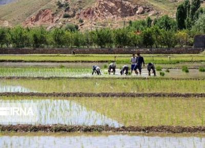 تا دو دهه دیگر برنج شمالی نابود می گردد، ماجرا چیست؟