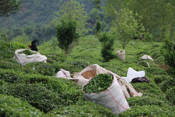 معمای گرانی چای چیست؟ افزایش 52 درصدی بهای برگ سبز یا انحصار در واردات