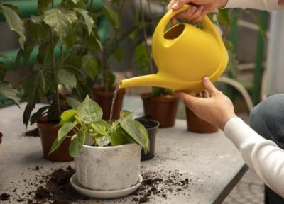 علائم کم آبی و پرآبی گیاهان آپارتمانی ، برترین دما برای نگهداری از گیاهان را بدانید