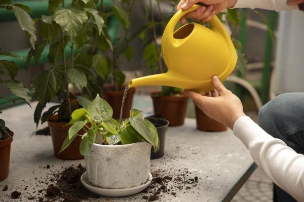 علائم کم آبی و پرآبی گیاهان آپارتمانی ، برترین دما برای نگهداری از گیاهان را بدانید